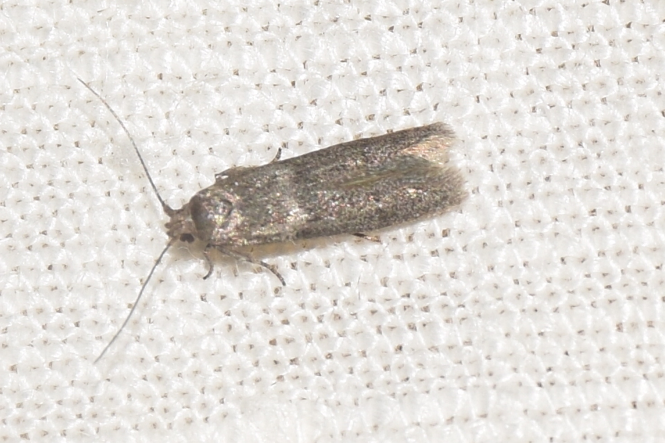 Blastobasis