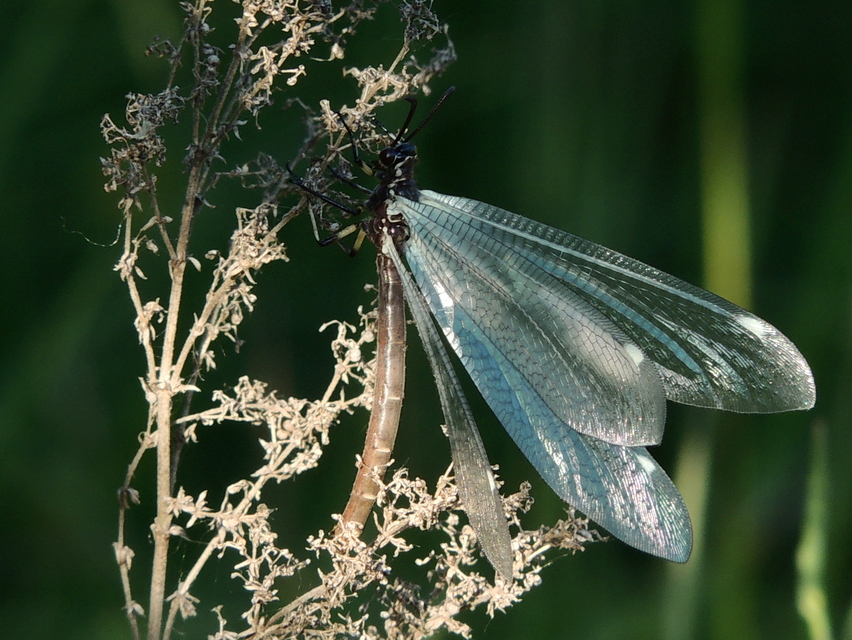Myrmeleon