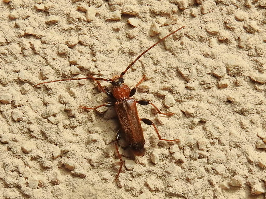 Phymatodes testaceus - változékony korongcincér