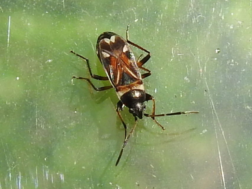 Raglius alboacuminatus - tarka díszesbodobács
