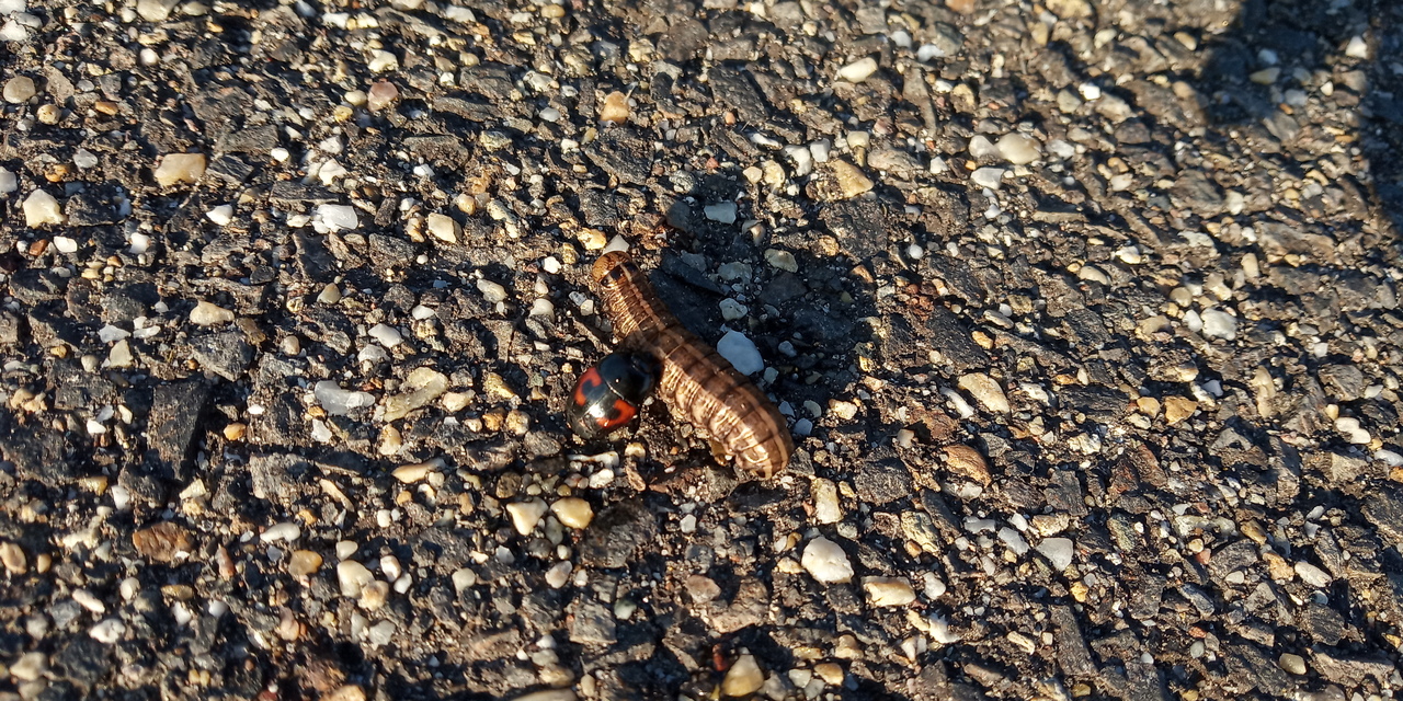Hister quadrimaculatus - közönséges sutabogár