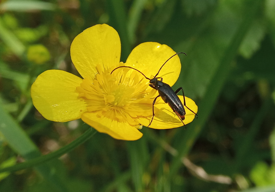 Stenurella nigra - fekete karcsúcincér