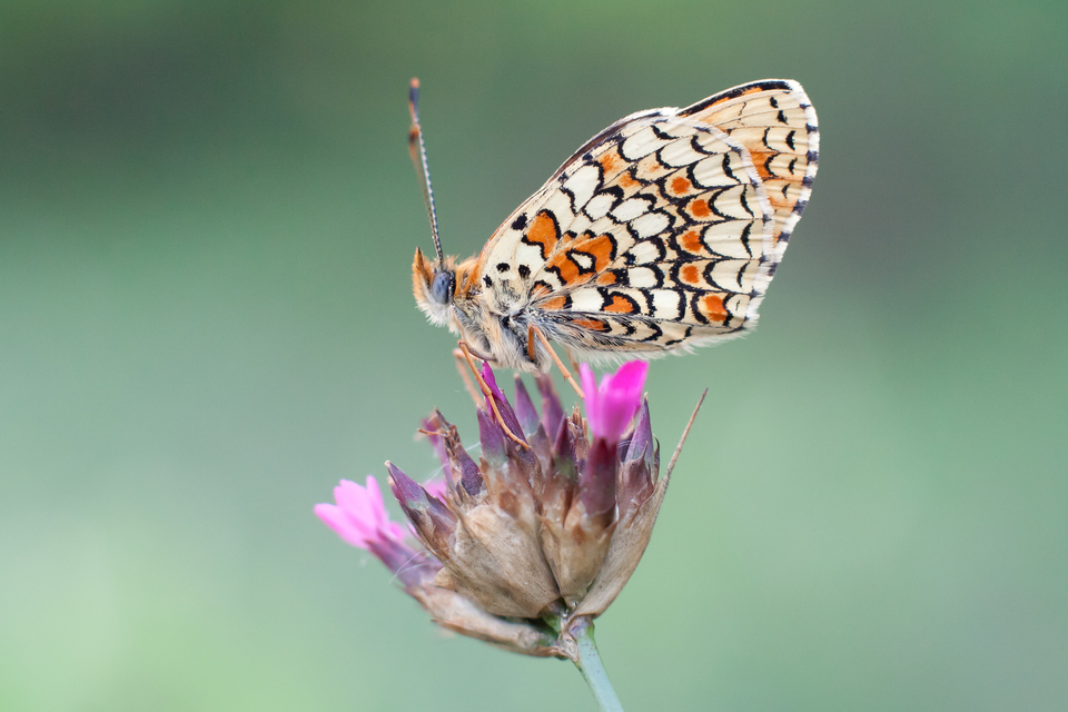 Melitaea phoebe - nagy tarkalepke