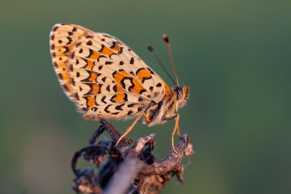 Melitaea trivia - kis tarkalepke
