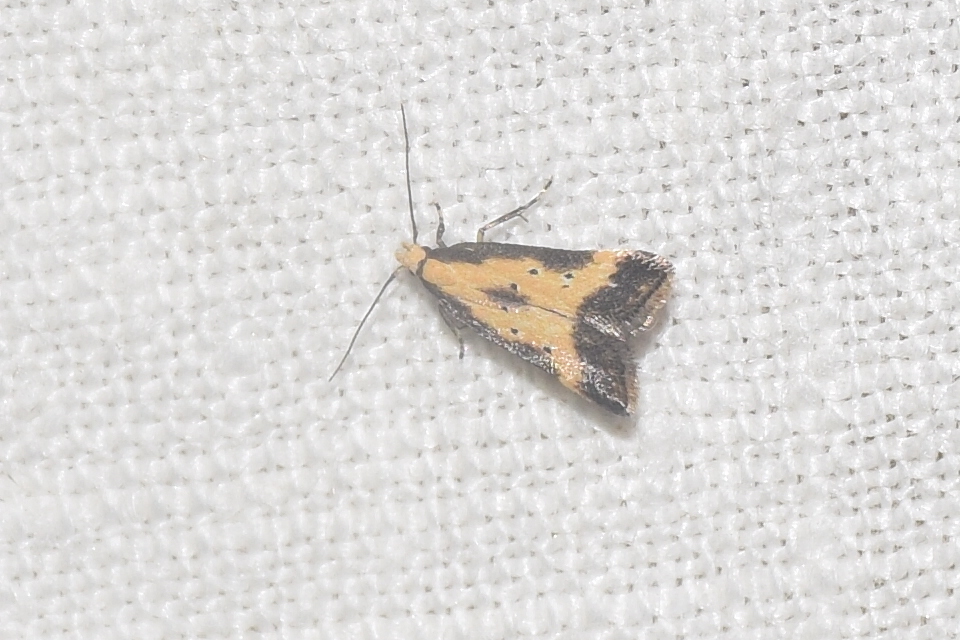 Brachmia dimidiella - citromkocsord-lápimoly