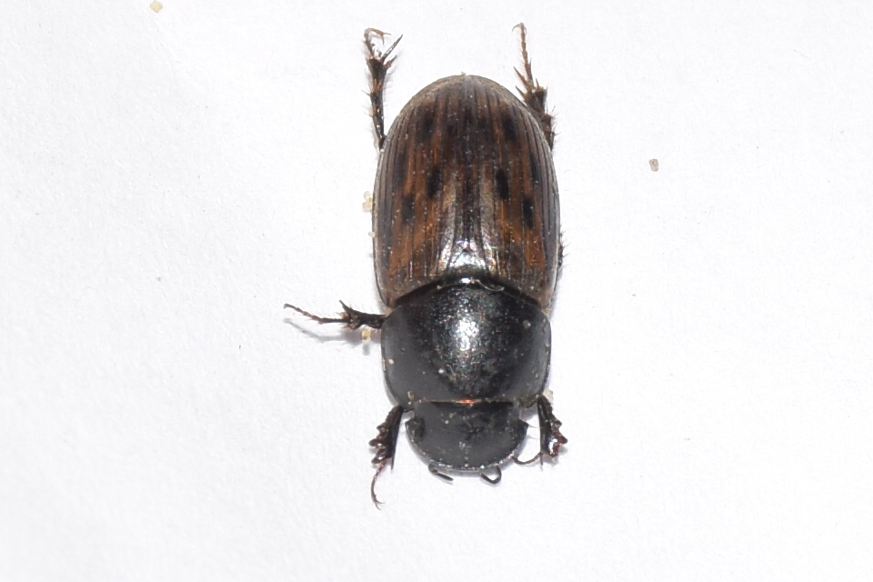 Aphodius luridus - tarka trágyabogár