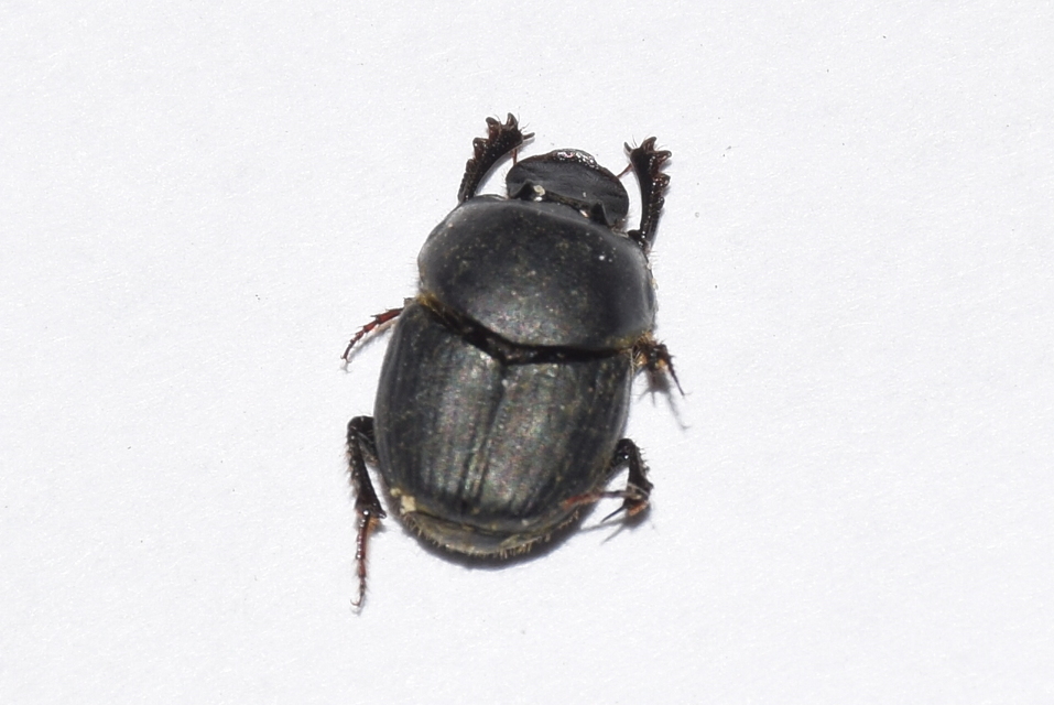 Onthophagus illyricus - tülkös trágyatúró