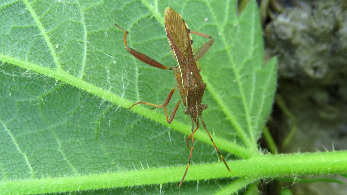 Camptopus lateralis - görbelábú karimáspoloska