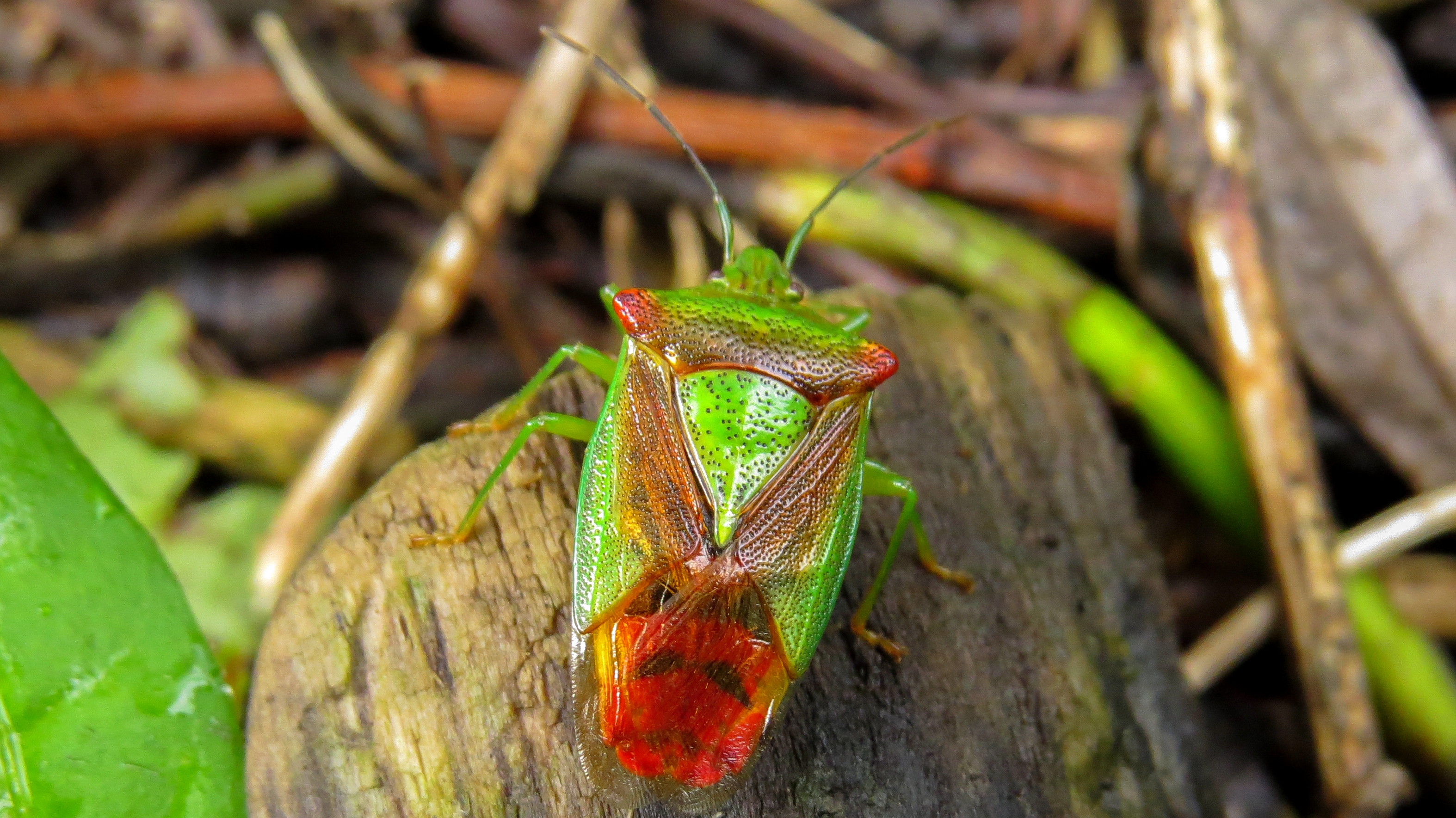 Acanthosoma haemorrhoidale - nagy dajkapoloska