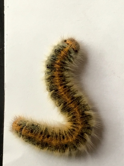 Lasiocampa trifolii - lóhereszövő
