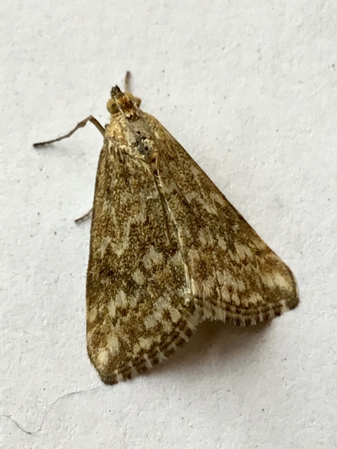 Evergestis frumentalis - tavaszi dudvamoly
