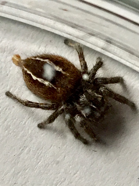 Philaeus chrysops - piros ugrópók