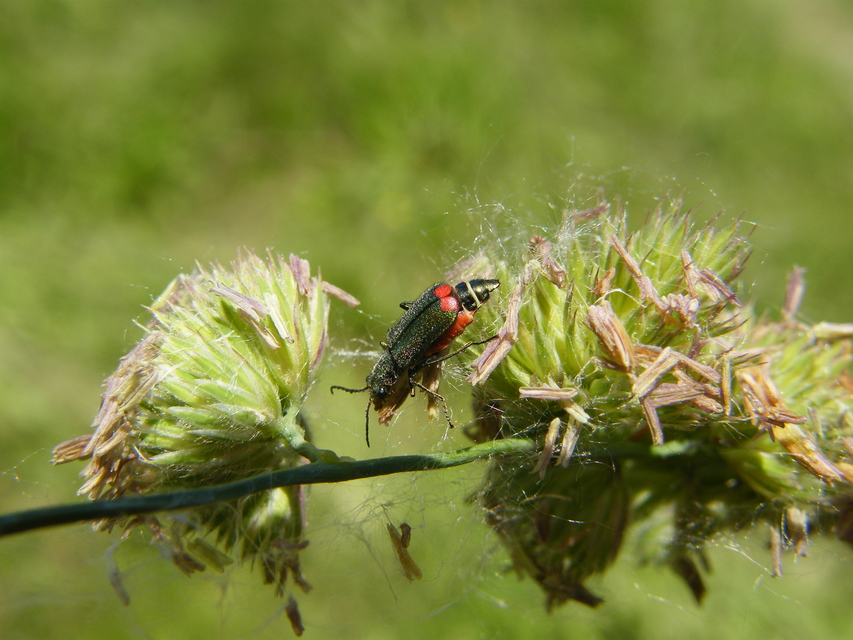 Malachius bipustulatus - kétfoltos bibircsesbogár