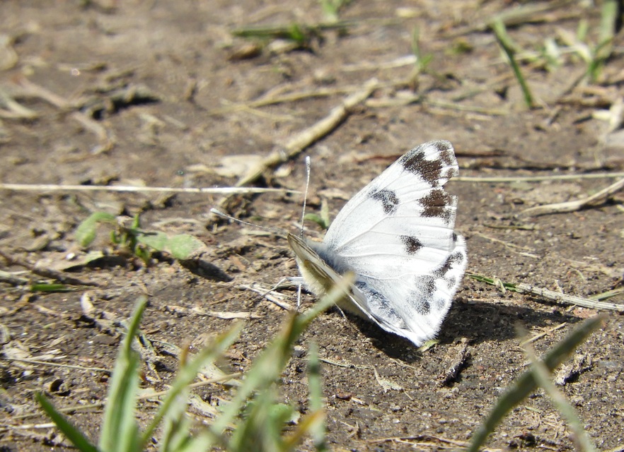 Pontia edusa - rezedalepke