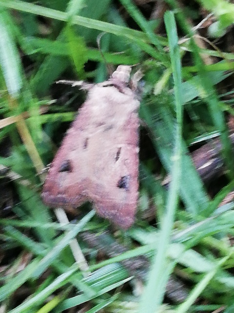 Agrotis exclamationis - felkiáltójeles földibagoly
