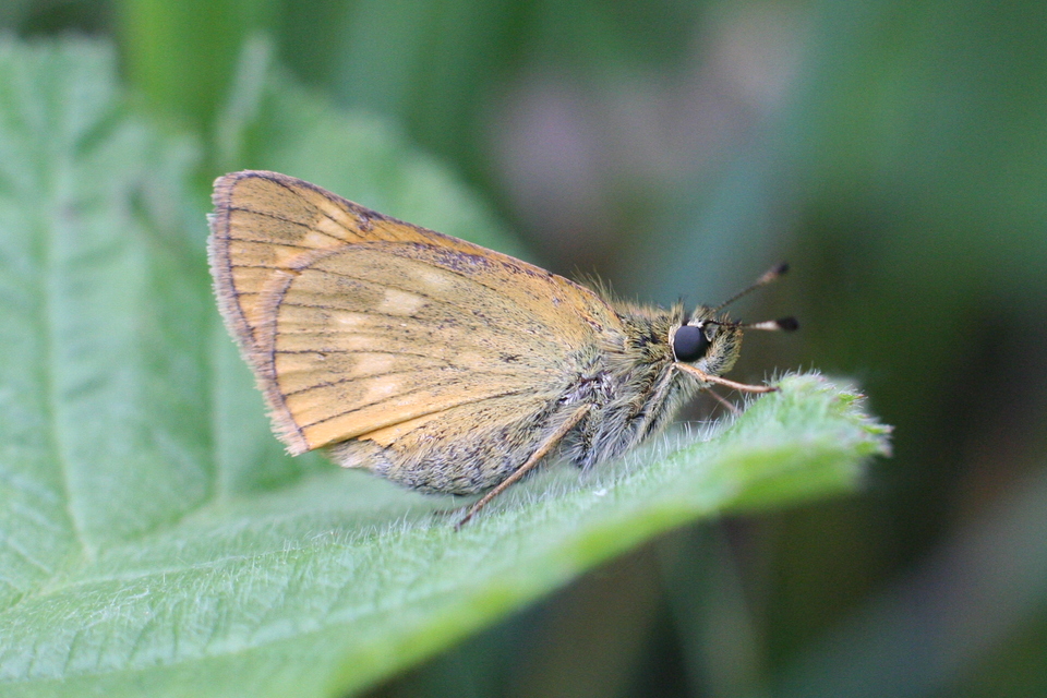 Ochlodes sylvanus - erdei busalepke
