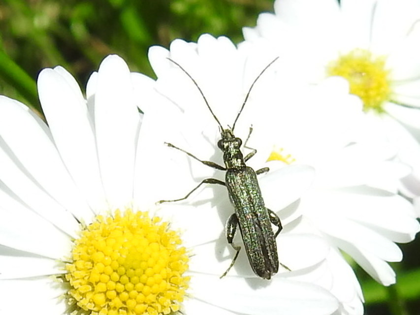 Oedemera