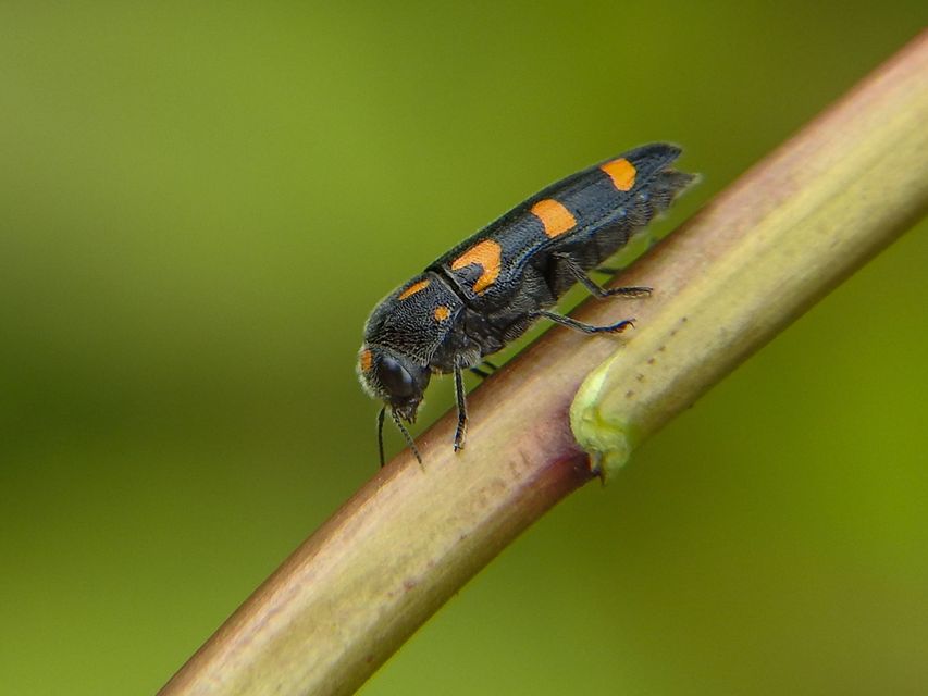 Ptosima undecimmaculata - sárgafoltos díszbogár