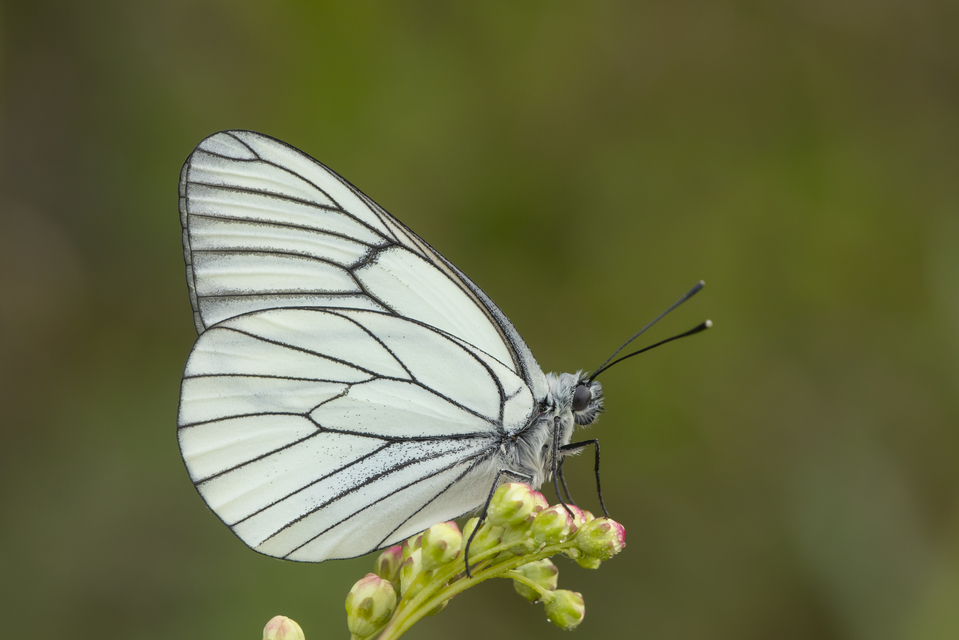 Aporia crataegi - galagonyalepke