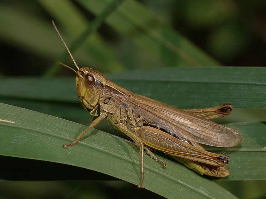 Pseudochorthippus parallelus - közönséges rétisáska