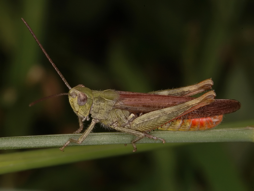 Chorthippus brunneus - közönséges tarlósáska