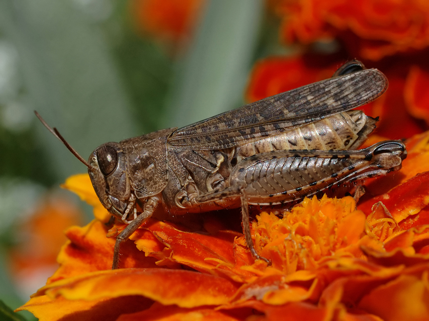 Calliptamus italicus - olaszsáska