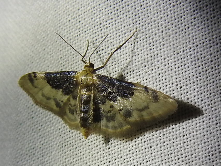 Idaea filicata - sötéttövű apróaraszoló