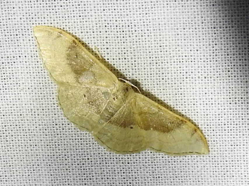 Idaea degeneraria - barnasávos araszoló