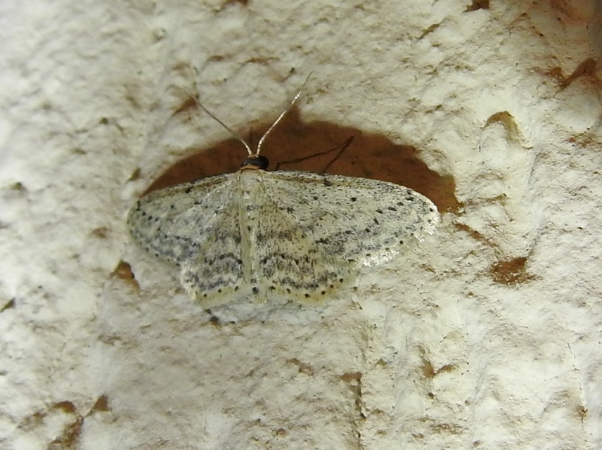 Idaea seriata - szürke apróaraszoló