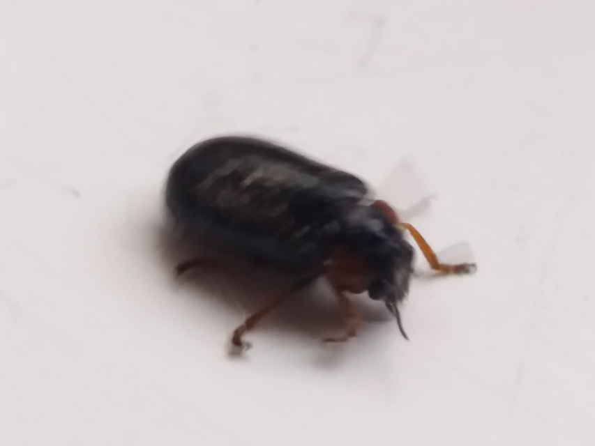 Smaragdina
