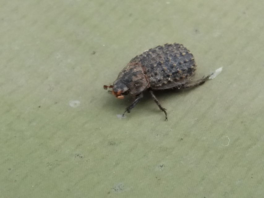 Trox niger - gömböc irhabogár