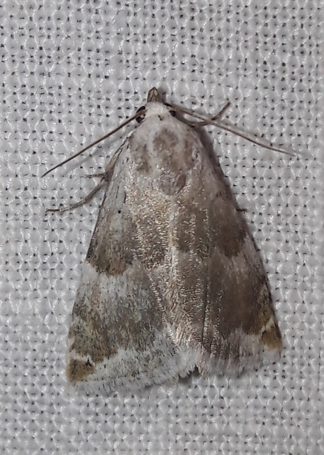 Eublemma amoena - zöldes törpebagoly