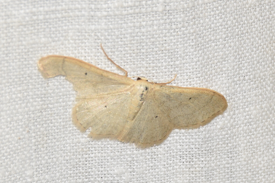 Idaea straminata - szalmasárga sávosaraszoló