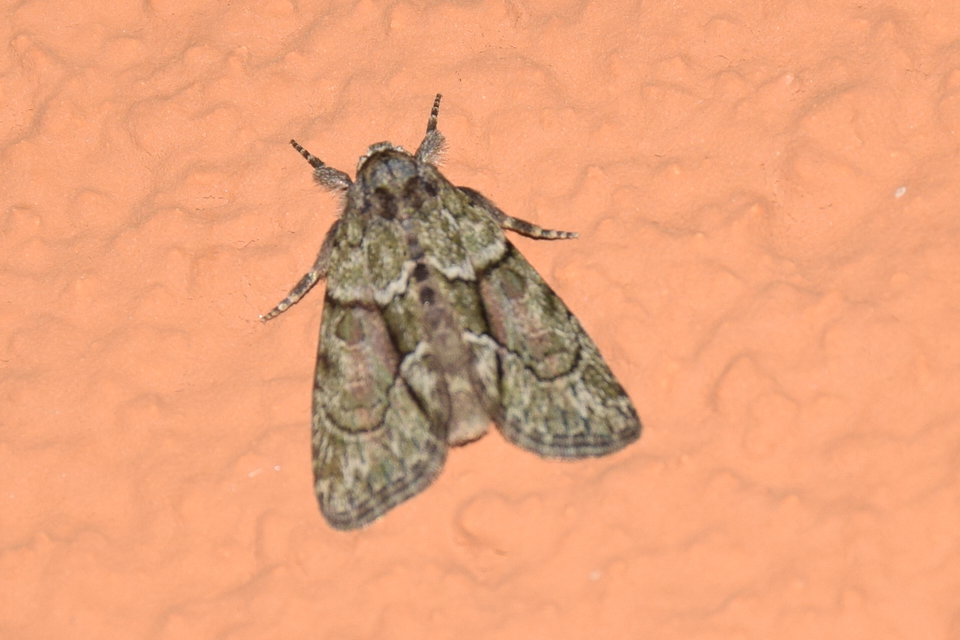 Cryphia fraudatricula - homoki zuzmóbagoly