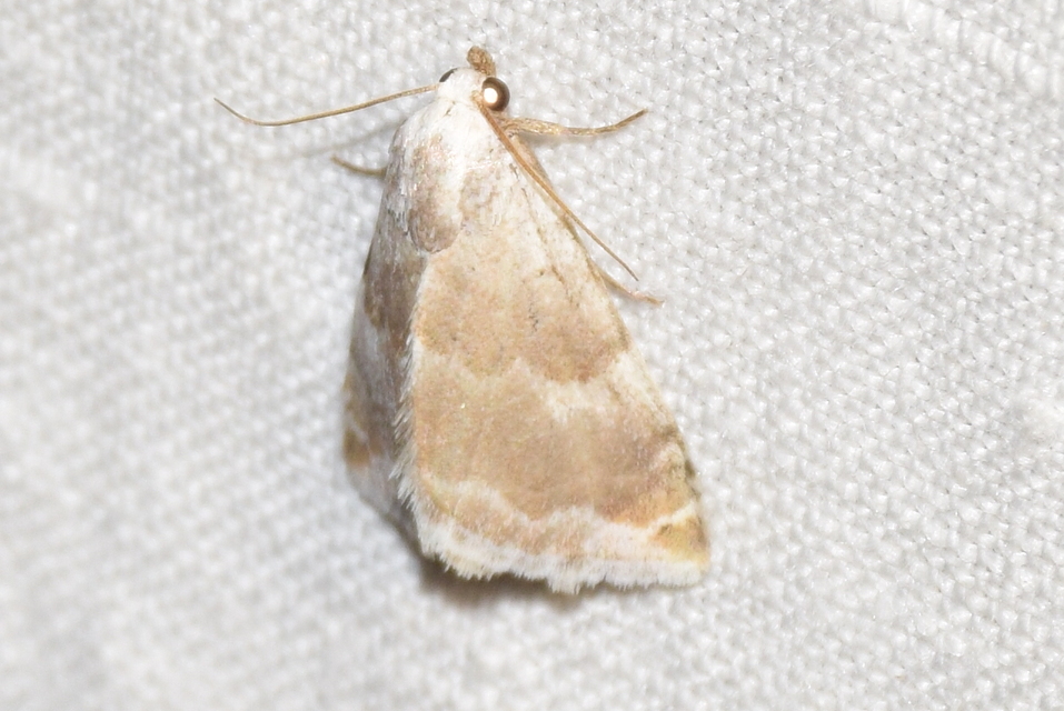 Eublemma amoena - zöldes törpebagoly