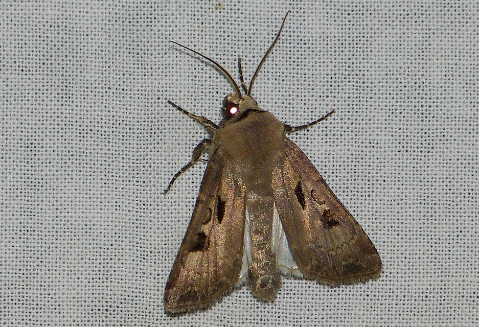 Agrotis exclamationis - felkiáltójeles földibagoly