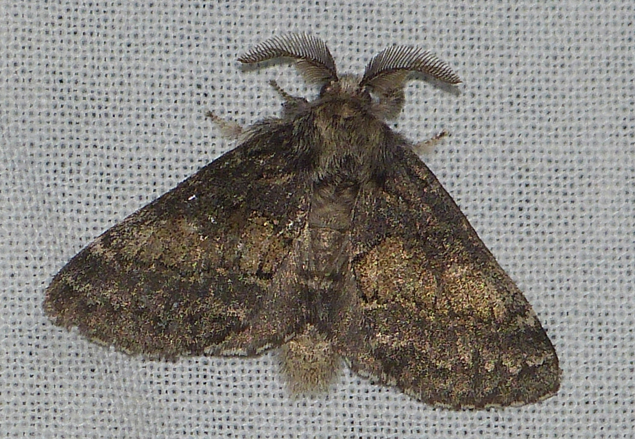 Gluphisia crenata - kormos púposszövő