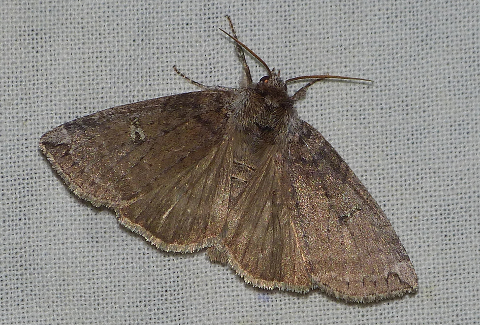Tethea or - bélyeges pihésszövő