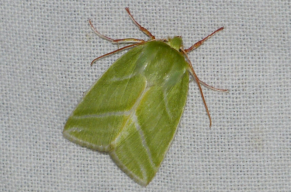 Pseudoips prasinana - bükkfa-zöldbagoly