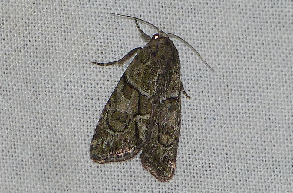 Cryphia fraudatricula - homoki zuzmóbagoly