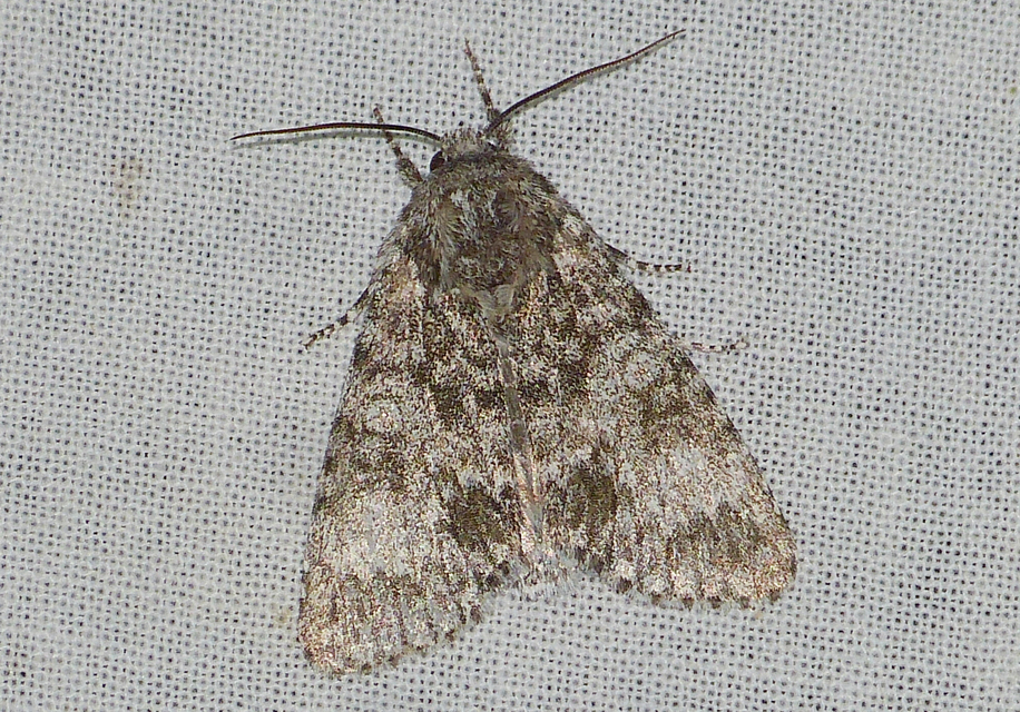 Acronicta megacephala - nagyfejű szigonyosbagoly
