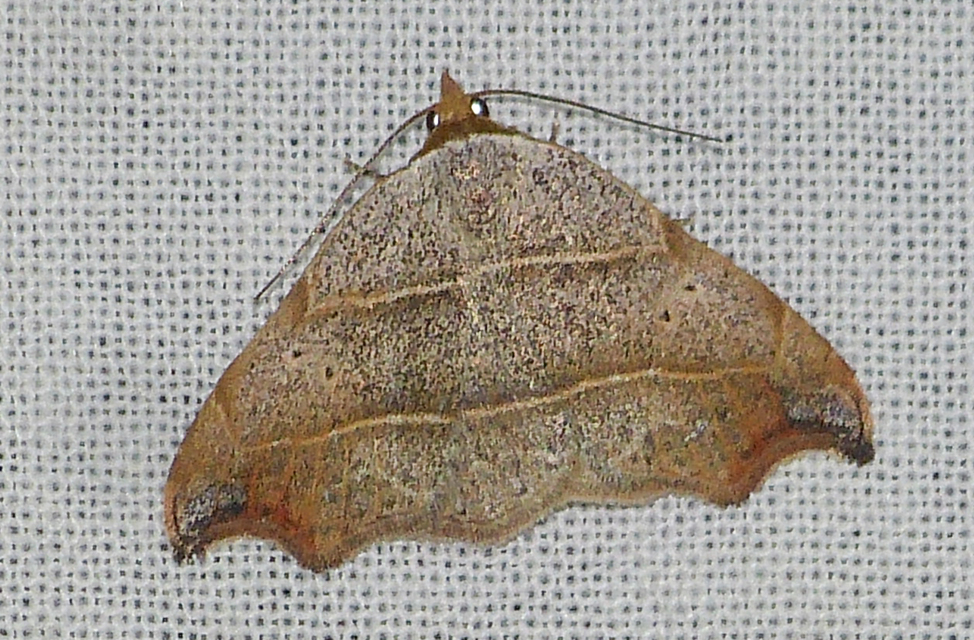 Laspeyria flexula - zuzmóbagoly