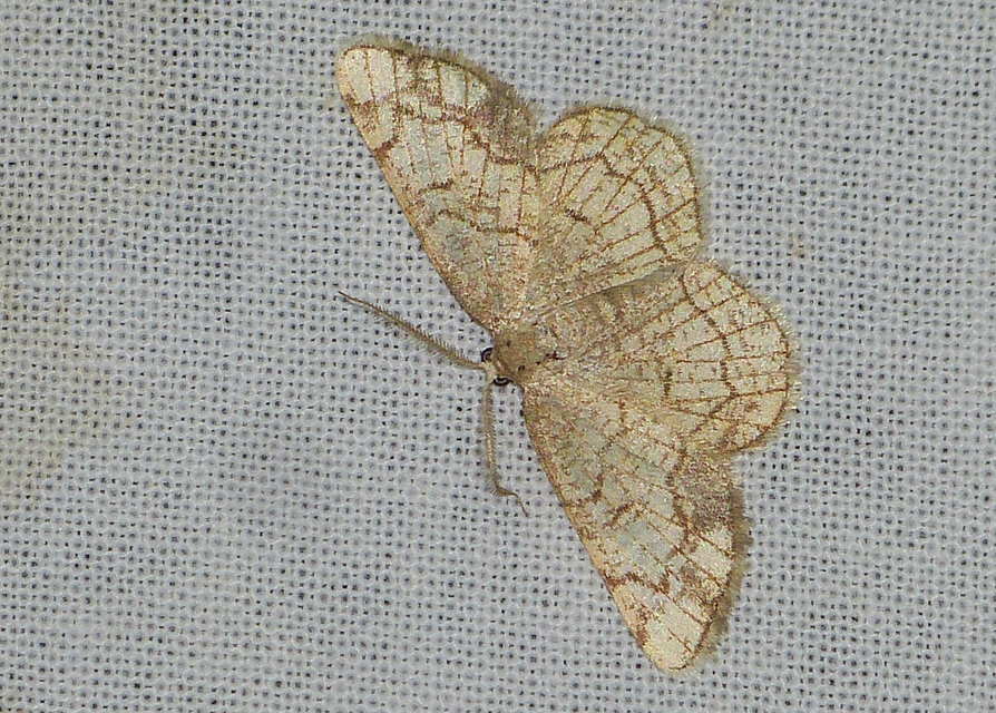 Stegania dilectaria - fehérnyár-araszoló
