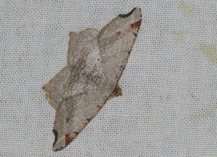 Macaria alternata - közönséges szürkearaszoló