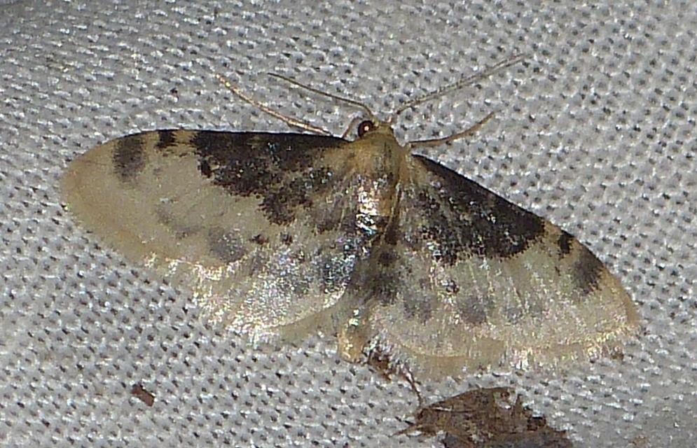 Idaea filicata - sötéttövű apróaraszoló