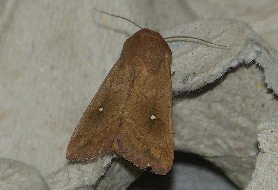 Mythimna albipuncta - fehérpettyes rétibagoly