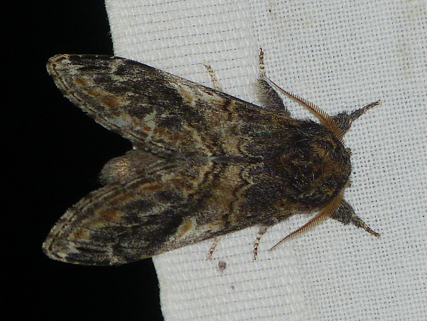 Notodonta tritophus - tarajos púposszövő