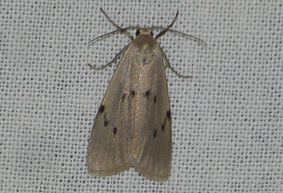 Pelosia muscerda - hamvas zuzmószövő