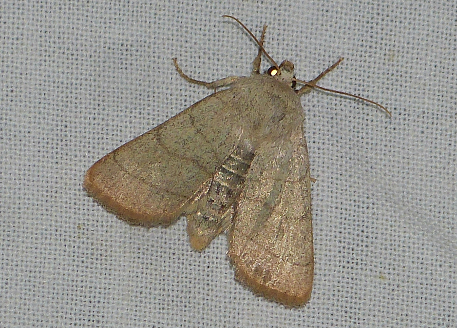 Charanyca trigrammica - háromsávos lombbagoly