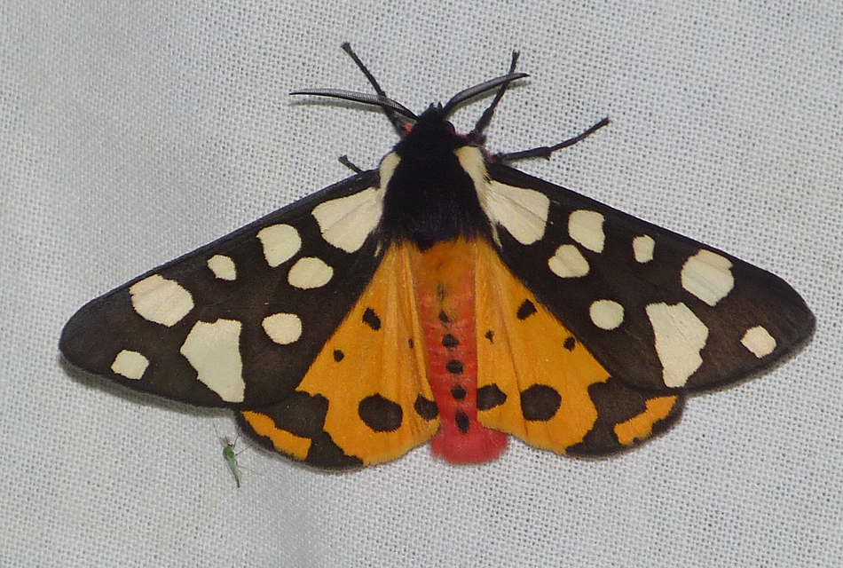 Arctia villica - fekete medvelepke
